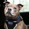 Don't leave dogs in parked cars, says RSPCA