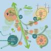 Integrate transport, active / shared modes and land use planning to reach 2050 net zero targets, says study