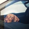 Supermarket protects dogs in cars on hot days