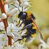 Worcestershire's bee-friendly bus shelter