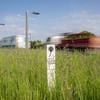 TfL to plant more wildflower verges on highways and roundabouts