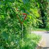 Road signs obsured by undergrowth, warns GEM