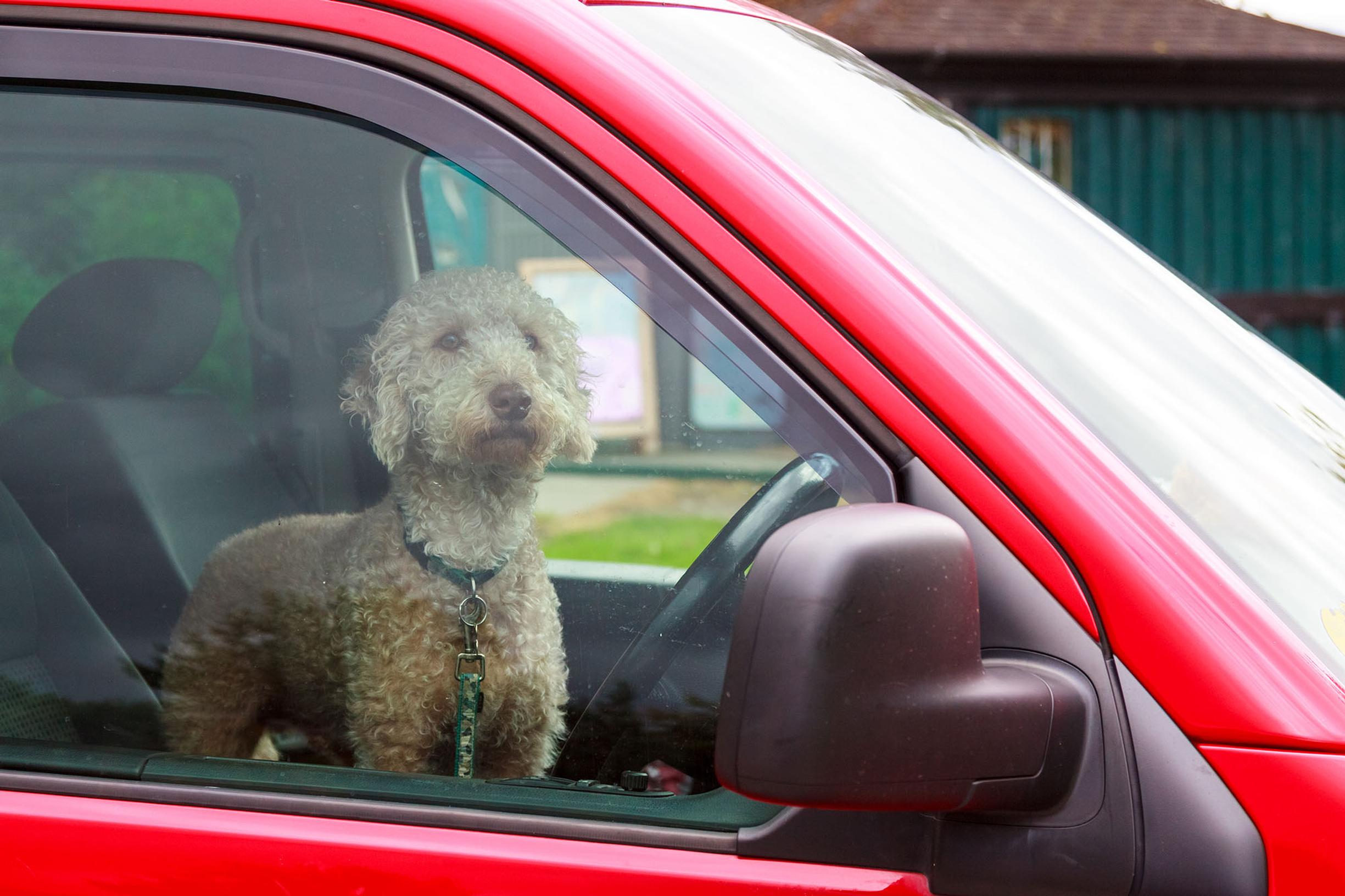 If you see a dog inside a car and are concerned about their welfare, try to alert the owner. If this is not possible, call 999 and ask for the police, or the RSPCA via their 24-hour helpline (0300 1234 999)